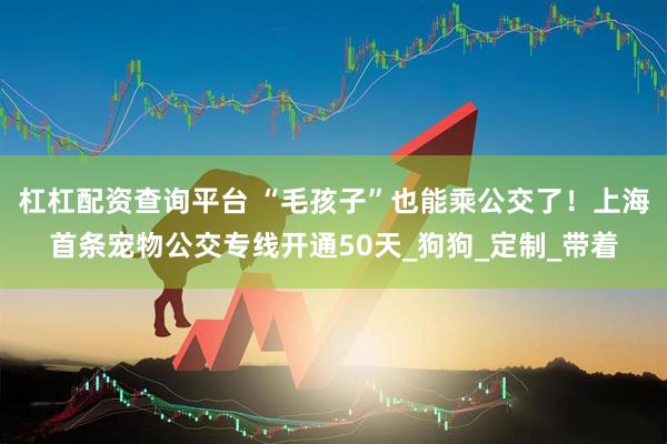 杠杠配资查询平台 “毛孩子”也能乘公交了！上海首条宠物公交专线开通50天_狗狗_定制_带着