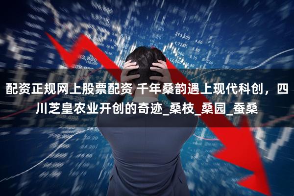 配资正规网上股票配资 千年桑韵遇上现代科创，四川芝皇农业开创的奇迹_桑枝_桑园_蚕桑